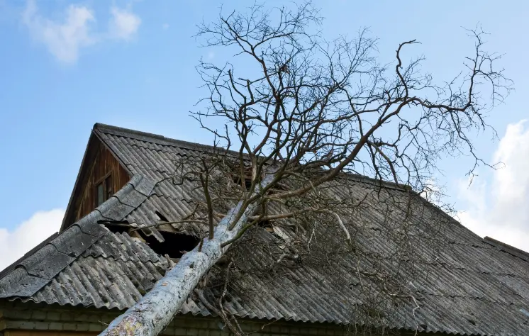 137 1 When Do You Need Tree Trimming in