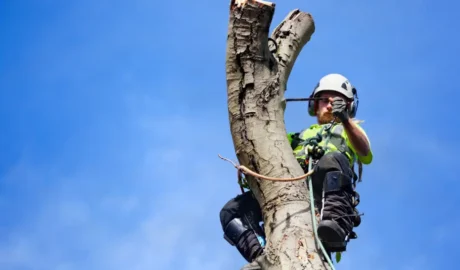 A Professional Tree Cutting Near Rochester, NY