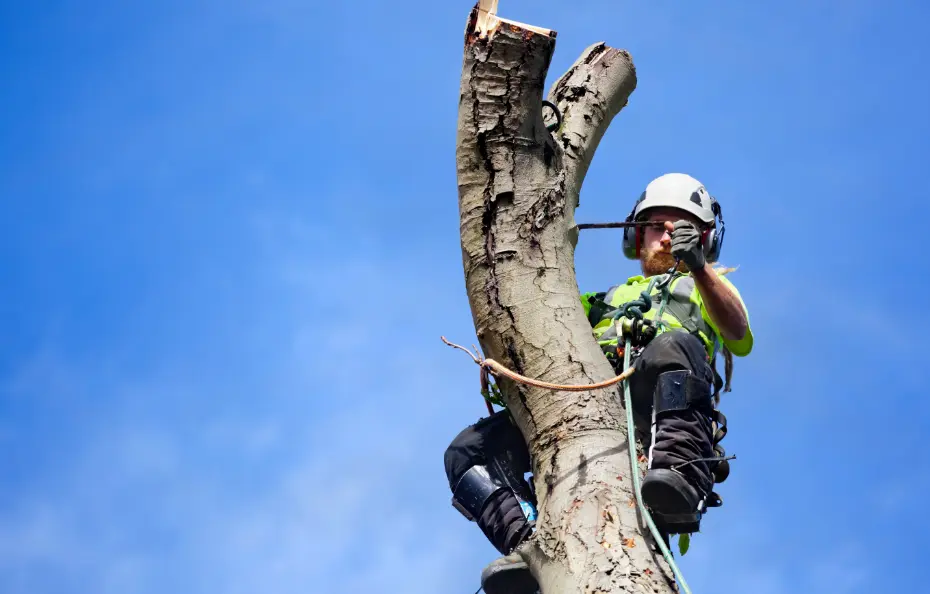A Professional Tree Cutting Near Rochester, NY