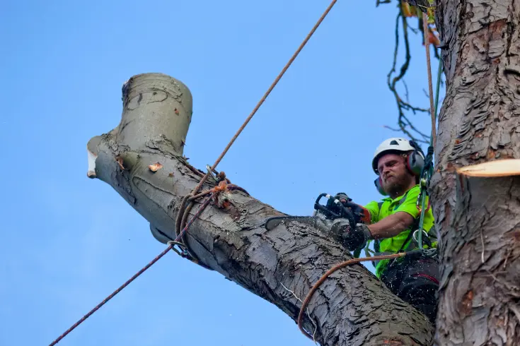 141 1 When Do You Need Tree Trimming in