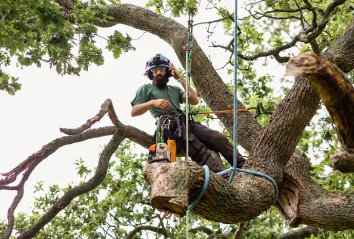 142 1 When Do You Need Tree Trimming in