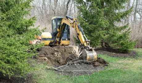 144 2 When Do You Need Tree Trimming in