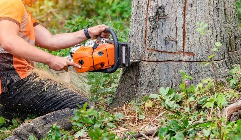 145 When Do You Need Tree Trimming in