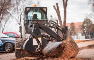 147 1 When Do You Need Tree Trimming in