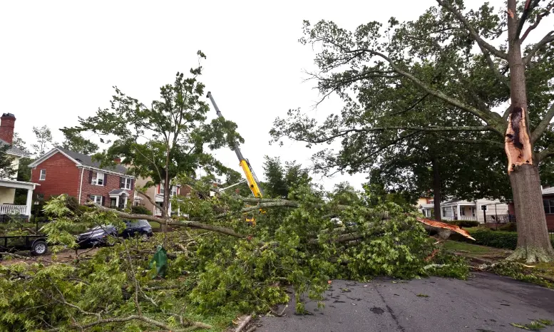 151 1 When Do You Need Tree Trimming in