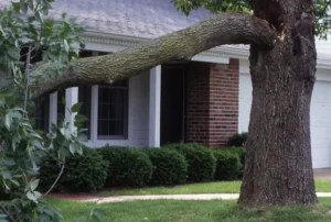 155 1 When Do You Need Tree Trimming in
