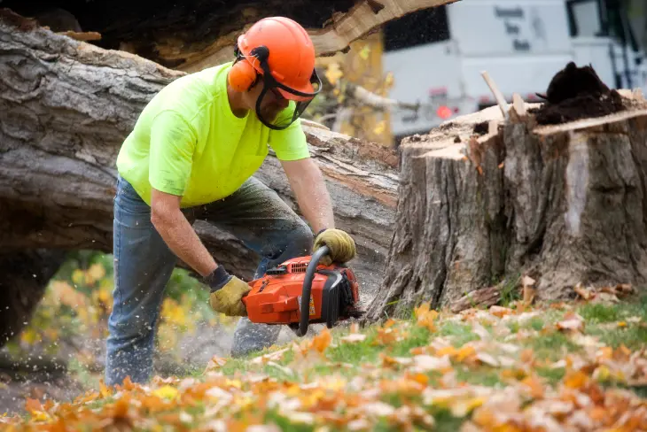 157 1 When Do You Need Tree Trimming in