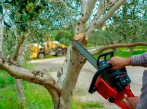 Best Tree Service in Rochester, NY