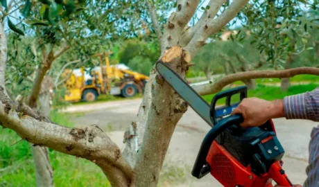 Best Tree Service in Rochester, NY