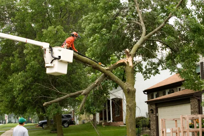 159 1 When Do You Need Tree Trimming in