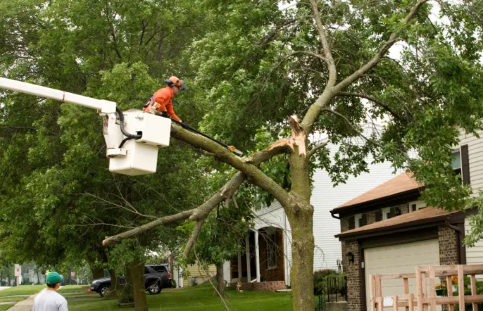 172 When Do You Need Tree Trimming in
