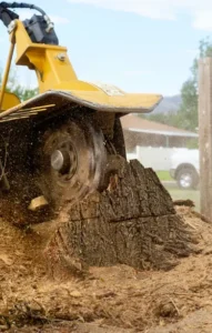 tree grinding machine removing a tree stump Rochester, NY
