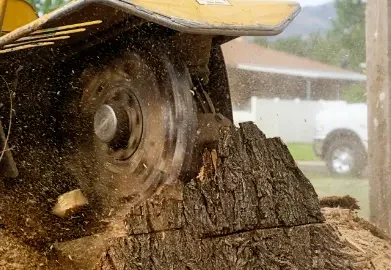 tree grinding machine removing a tree stump Rochester, NY