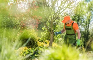 185 When Do You Need Tree Trimming in