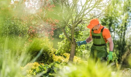 185 When Do You Need Tree Trimming in