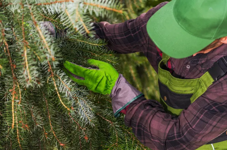 186 When Do You Need Tree Trimming in