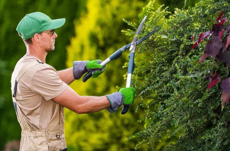 187 When Do You Need Tree Trimming in
