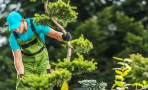 188 When Do You Need Tree Trimming in