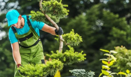 188 When Do You Need Tree Trimming in