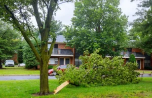 Tree Preservation in Kearsarge