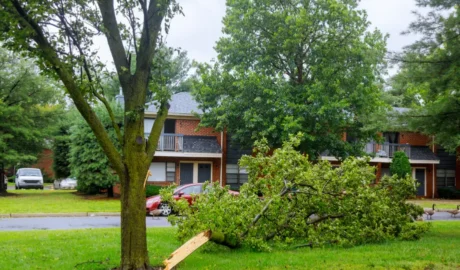 Tree Preservation in Kearsarge