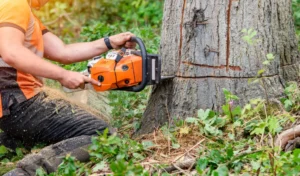 191 When Do You Need Tree Trimming in