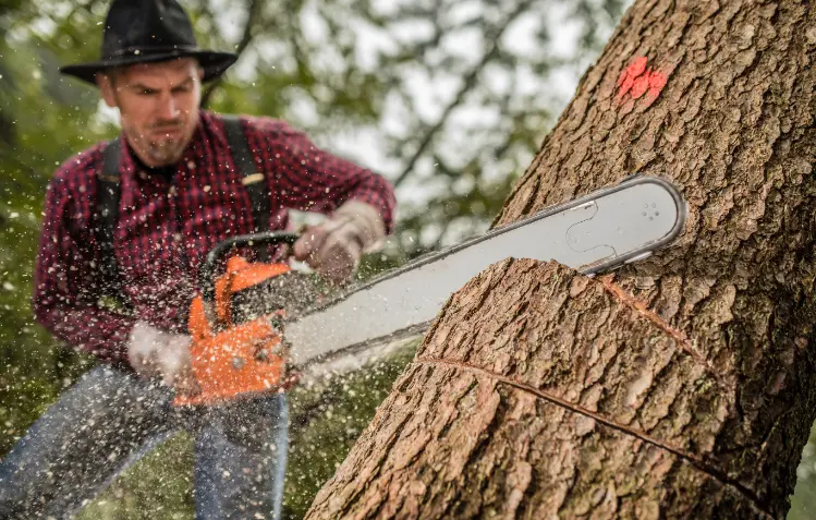 193 When Do You Need Tree Trimming in