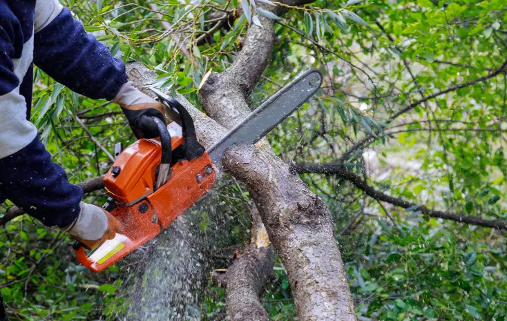194 When Do You Need Tree Trimming in