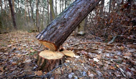 195 When Do You Need Tree Trimming in