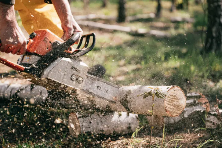196 When Do You Need Tree Trimming in