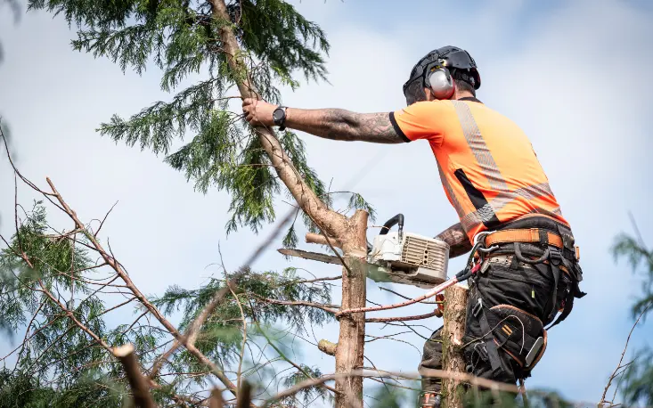 197 When Do You Need Tree Trimming in