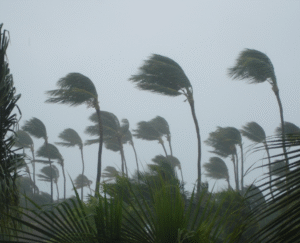 23 When Do You Need Tree Trimming in