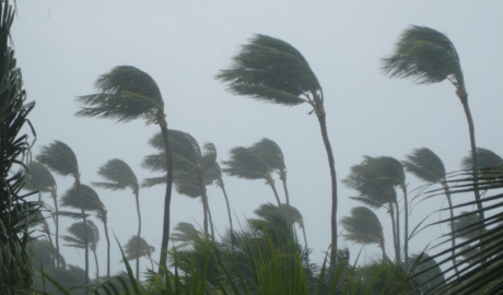 23 When Do You Need Tree Trimming in