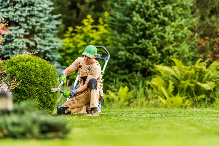 26 When Do You Need Tree Trimming in