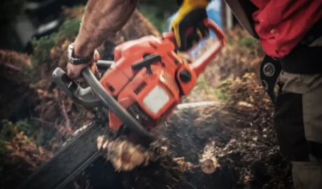 32 When Do You Need Tree Trimming in