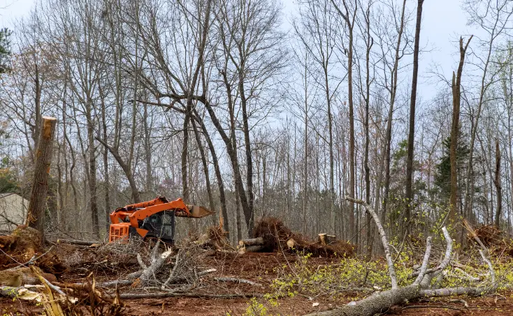 33 When Do You Need Tree Trimming in