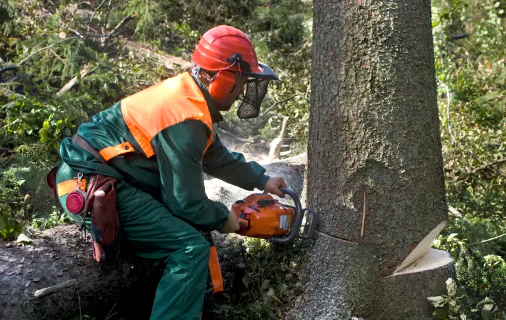 34 When Do You Need Tree Trimming in
