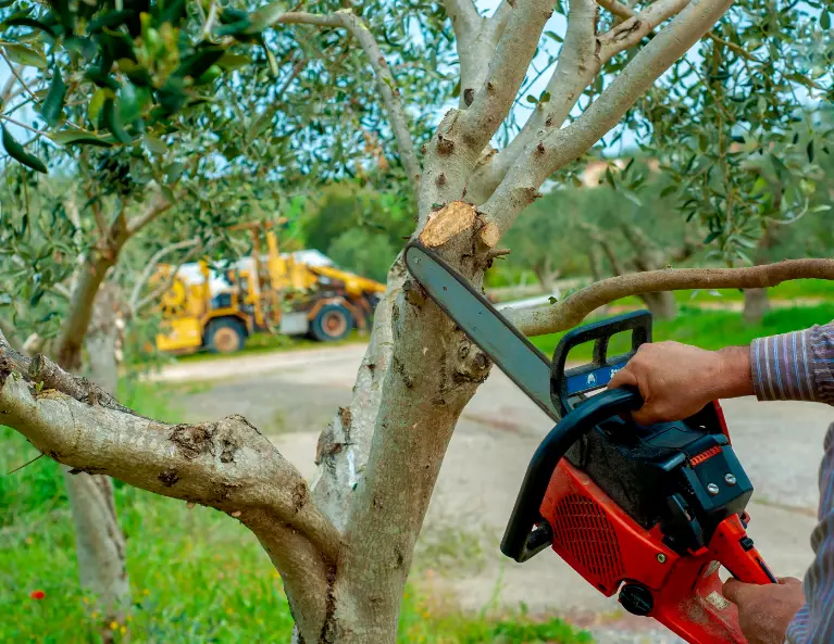 36 When Do You Need Tree Trimming in