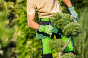 38 When Do You Need Tree Trimming in