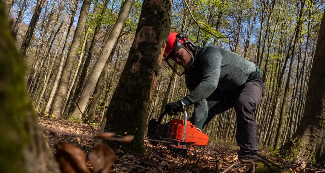 Understanding Tree Service Costs in Binghamton, NY