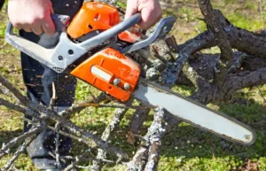 46 When Do You Need Tree Trimming in
