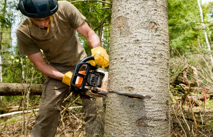 48 When Do You Need Tree Trimming in