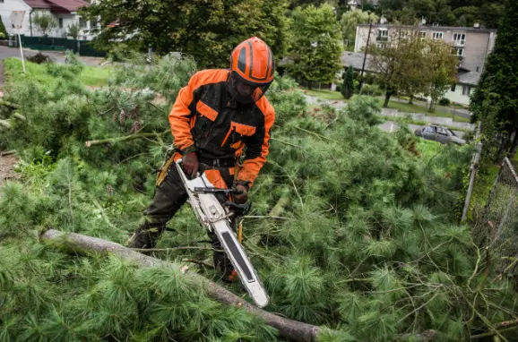 49 1 When Do You Need Tree Trimming in