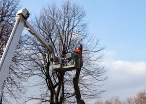 50 When Do You Need Tree Trimming in