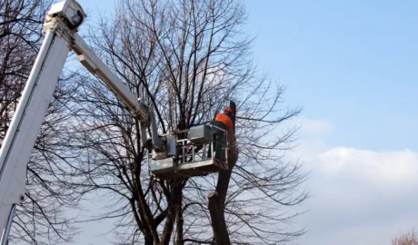 50 When Do You Need Tree Trimming in