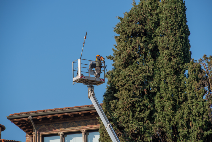 51 When Do You Need Tree Trimming in