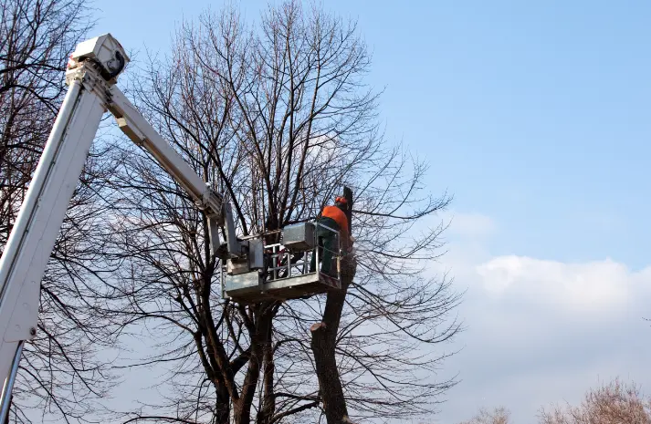 52 When Do You Need Tree Trimming in
