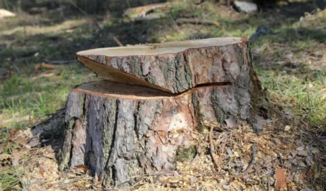 53 When Do You Need Tree Trimming in