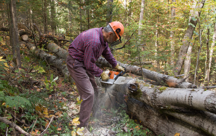 55 When Do You Need Tree Trimming in