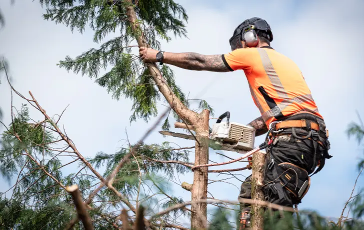 56 1 When Do You Need Tree Trimming in